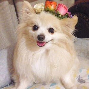 Meet your Posher, Holly